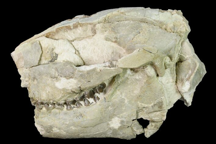 Fossil Oreodont (Merycoidodon) Skull - Wyoming #169215